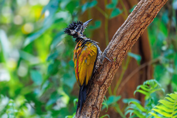 Common flameback