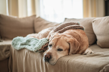 adorable dog labrador sleeps on the couch at home, covered with a blanket. home, comfort, family