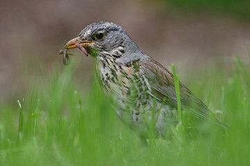 Bird Turdus pilaris aka fieldfare is searching for food in the grass. Beak full of worms.
