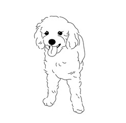 Vector isolated little dog lapdog poodle tattoo colorless black and white contour line easy drawing