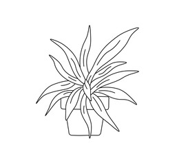 Vector isolated houseplant with long leaves in a pot doodle colorless black and white contour line easy drawing