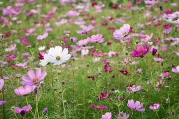 Common Cosmos flower at dusk. Evening Light Illuminating Large Cosmos Flowers. Low angle photo.