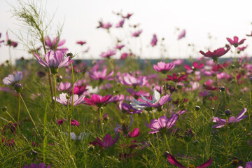 Common Cosmos flower at dusk. Evening Light Illuminating Large Cosmos Flowers. Low angle photo.