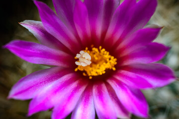 Flower Thelocactus sp. - close-up of a blooming cactus with long spines in a botanical collection