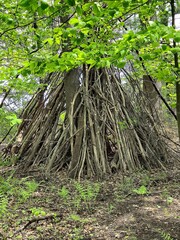 A manmade tree fort constructed in the middle of a spring forest