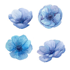 Watercolor blue anemone flowers. 