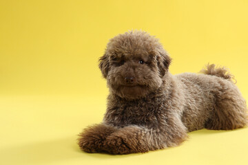 Cute Toy Poodle dog on yellow background