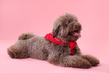 Cute Toy Poodle dog with red bandana on pink background