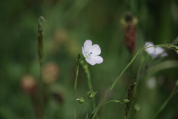 A flower of Common Flax (Linum usitatissimum)