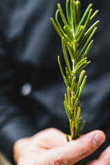 Close-up of a fresh green rosemary sprig held in a person’s hand