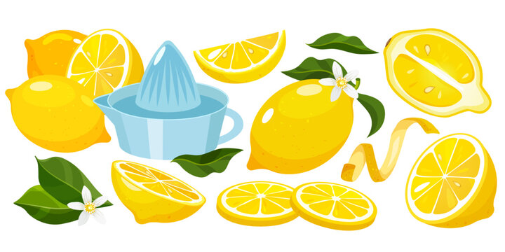 Vector cartoon set with fresh lemon fruits whole, half, slices, lemon cedar, blooming flowers, leaves, lemon squeezer isolated on white background.
