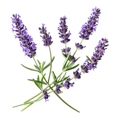Lavender flowers  ,isolated on white background