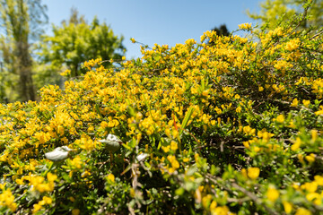 Hairy greenweed or Genista Pilosa plant in Saint Gallen in Switzerland
