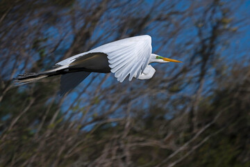 Great Egret in flight with trees in background.