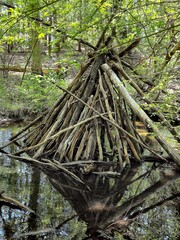 Manmade tree fort constructed in the middle of a woodland creek