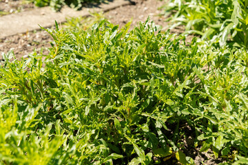 Wild mignonette or Reseda Lutea plant in Saint Gallen in Switzerland