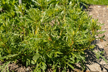 Wild mignonette or Reseda Lutea plant in Saint Gallen in Switzerland