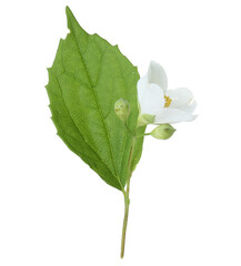 Branch of jasmine flower, buds and leaf isolated on white