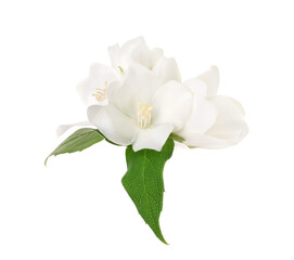 Obraz premium Branch of jasmine flowers and leaves isolated on white