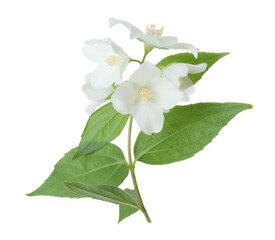 Branch of jasmine flowers and leaves isolated on white
