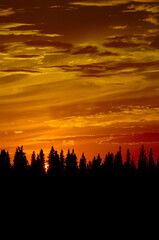 Silhouetted Forest At Sunset