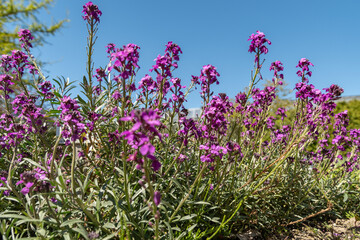 Bowles mauve or Erysimum Bicolor plant in Saint Gallen in Switzerland