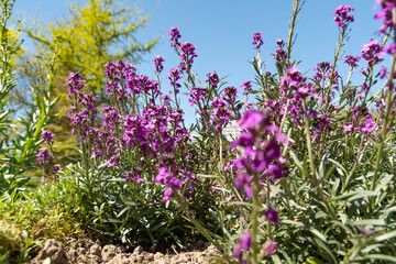 Bowles mauve or Erysimum Bicolor plant in Saint Gallen in Switzerland