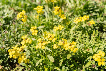 Erysimum Pulchellum plant in Saint Gallen in Switzerland