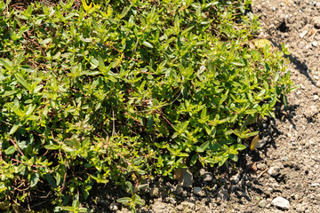 Hoary rockrose or Helianthemum Canum plant in Saint Gallen in Switzerland