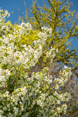 Siberian crab apple or Malus Baccata tree in Saint Gallen in Switzerland