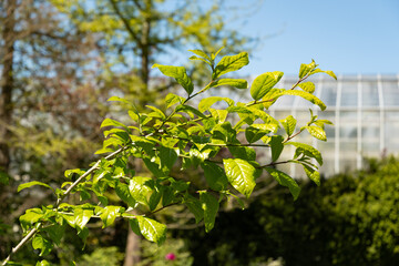 Obraz premium East asian orixa or Orixa Japonica plant in Saint Gallen in Switzerland