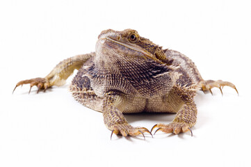 Bearded Dragon Lizard Front