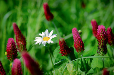 Beautiful daisy between flesh clover and two mosquitoes on the daisy