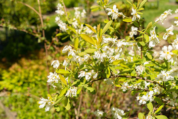 Common pearlbush or Exochorda Giraldii plant in Saint Gallen in Switzerland