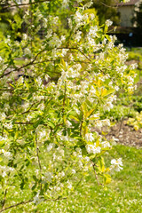 Common pearlbush or Exochorda Giraldii plant in Saint Gallen in Switzerland