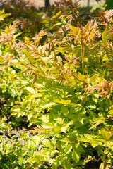 Goats beard or Aruncus Asiaticus plant in Saint Gallen in Switzerland