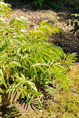 Sanguisorba Dodecandra plant in Saint Gallen in Switzerland