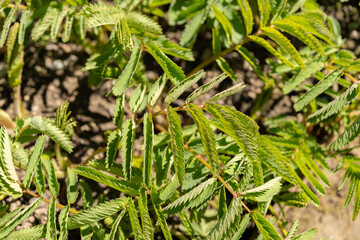 Sanguisorba Dodecandra plant in Saint Gallen in Switzerland