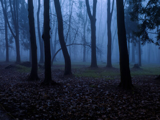 Dark mystical park in blue fog. Mysterious evening landscape. Autumn forest at twilight.