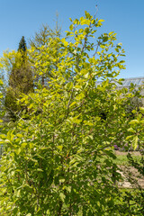 Copenhagen hawthorn or Crataegus Intricata plant in Saint Gallen in Switzerland