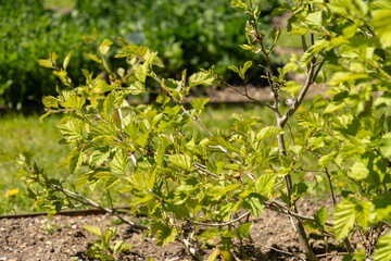 Copenhagen hawthorn or Crataegus Intricata plant in Saint Gallen in Switzerland