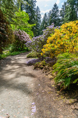 Federal Way Rhododendrons 2