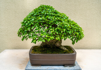 Lone Bonsai Tree 4