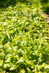 Obraz premium Korean bellflower or Campanula Takesimana plant in Saint Gallen in Switzerland
