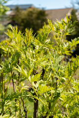 Paeonia Lutea plant in Saint Gallen in Switzerland