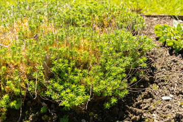 Rhodiola Crassipes plant in Saint Gallen in Switzerland