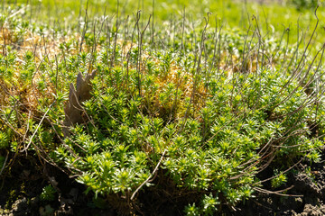 Rhodiola Crassipes plant in Saint Gallen in Switzerland