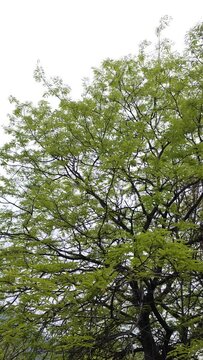 Green Tamarind Tree with branches