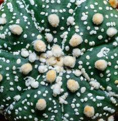 Cacti Astrophytum asterias cv. Super Kabuto, close-up of a hybrid plant from a botanical collection