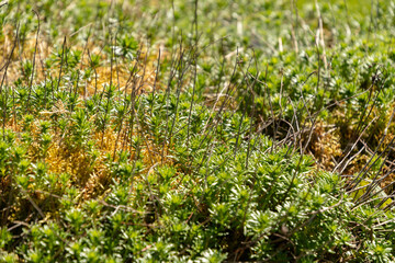 Rhodiola Crassipes plant in Saint Gallen in Switzerland